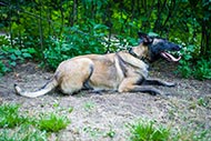 Collare di vera pelle con decorazioni per Malinois