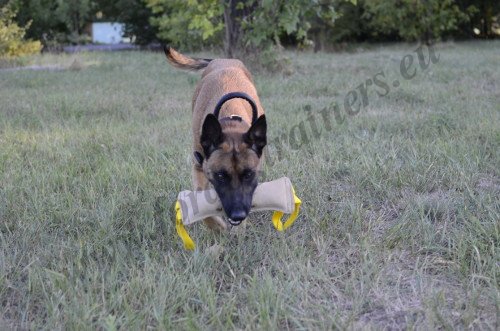 Malinois Fetching