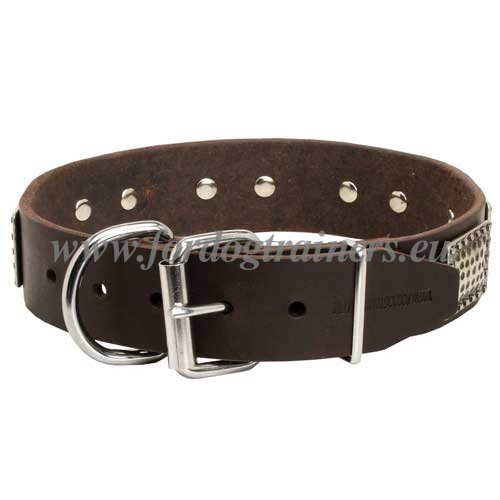 Plated Dog Collar for Walking