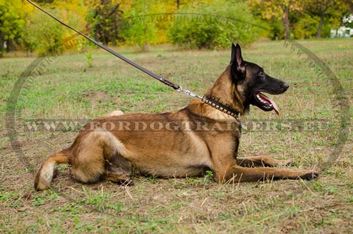 Malinois Collar with Studs for Walking