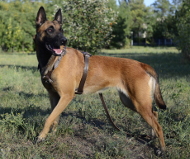 Leather Tracking Harness for Shepherd Dogs