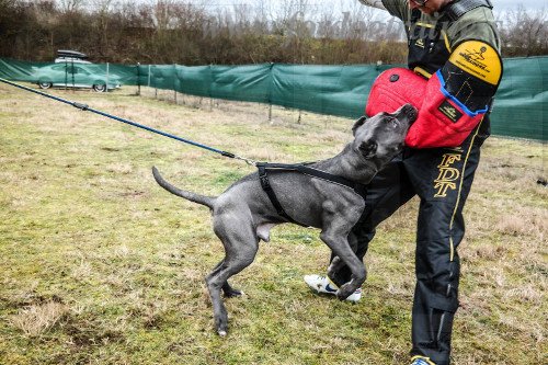 dressage chien de protection manchette complète