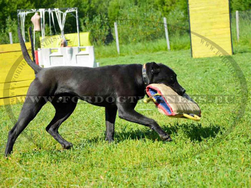 Addestramento del dogo canario con la manica in juta