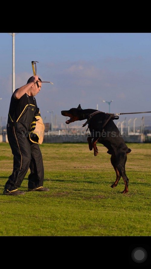 Matériel solide pour Dobermann