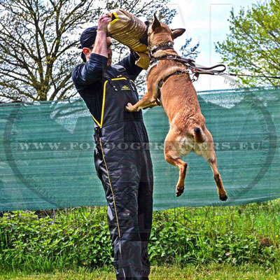 dressage au mordant malinois manchette