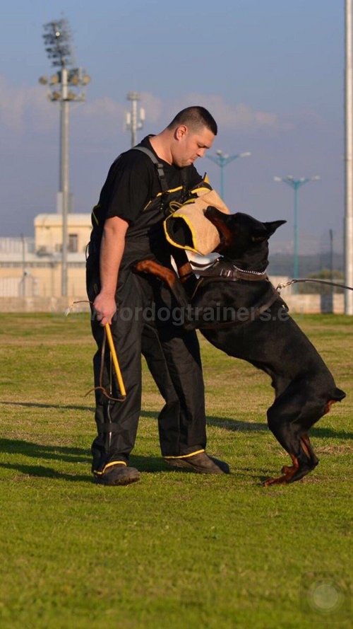 Matriel pour Dobermann