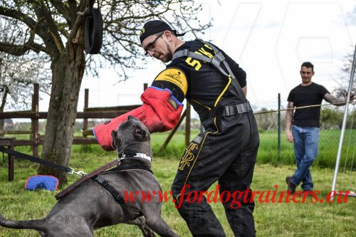 dressage chien protection équipement professionnel