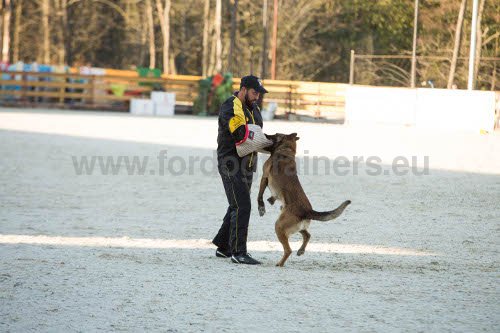 Manchette de formation en matériaux résistants pour
chien