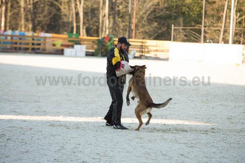 Manchette de formation en matriaux rsistants pour
chien