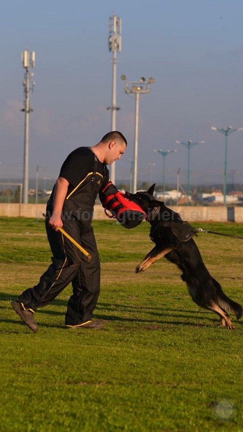 Manchette et harnais de dressage pour Berger allemand