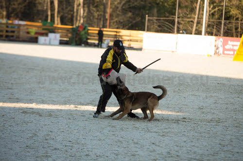 Manchette de protection et fouet pour entranement du
chien