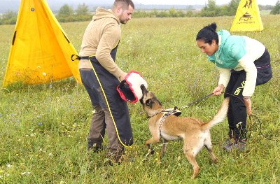 Manchette de débourrage jute pour chien