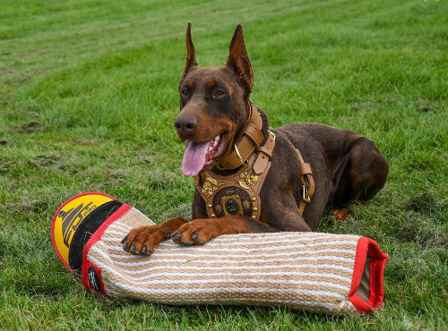 Sport de chien manchette et recouvre en jute