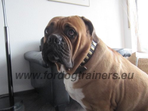 Elegant Plated Collar for Mastiff