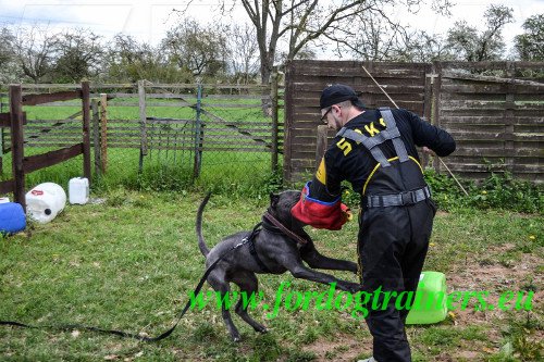 Centre de dressage pour chien Bandog