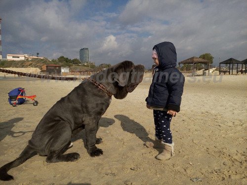 Extra Big Dog Leather Leash