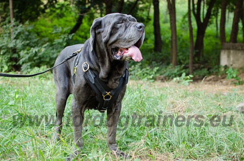 Strong Molosser Dogs - Mastino Napoletano