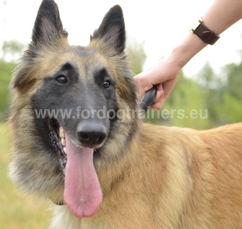 Collier avec poigne pour Malinois