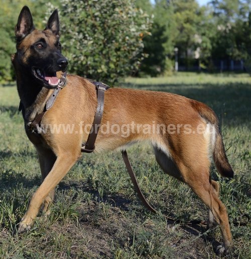 Harnais en cuir pour Malinois