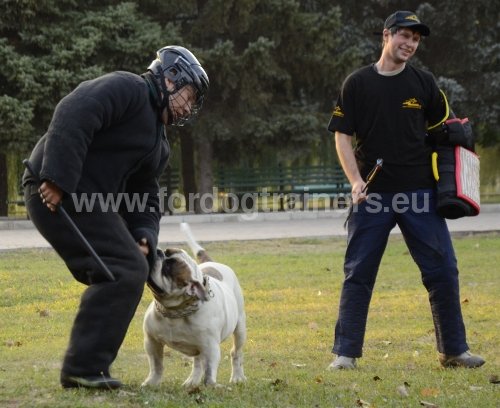 Matriel pour Bouledogue amricain