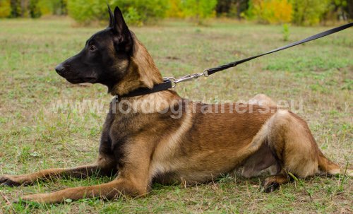 Collier en cuir pour Malinois