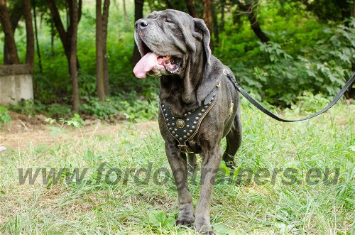 Grand chien de grade Mastino