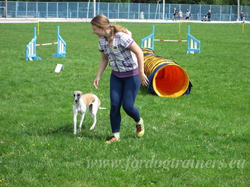 Greyhound in Agility