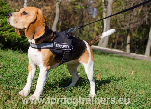 Harnais pour Beagle