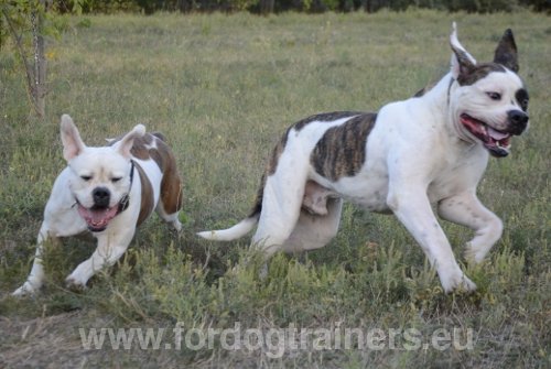 Matériel pour Bouledogue américain