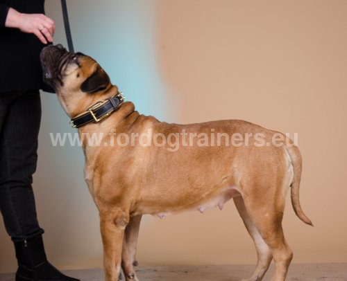 Matriel pour Bullmastiff