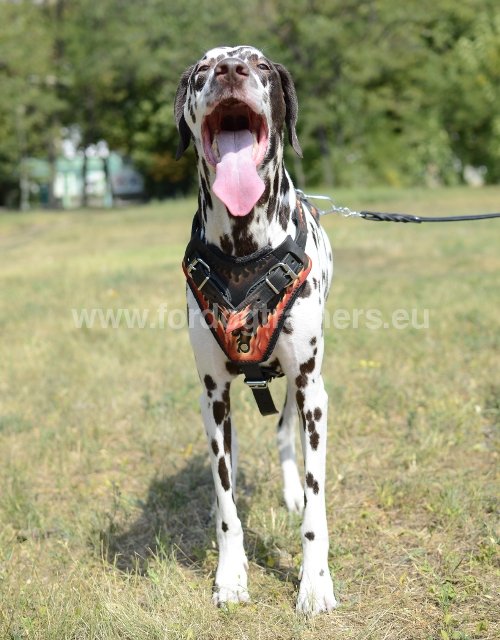 Harnais pour Dalmatien