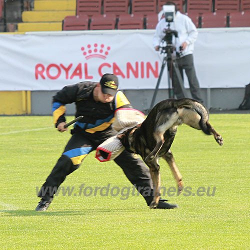 Professional Dog Sport Contest