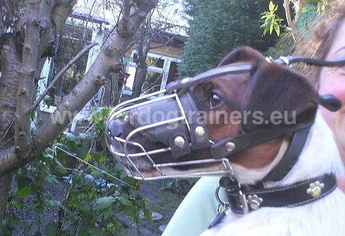 Padde Dog Muzzle for Fox Terrier