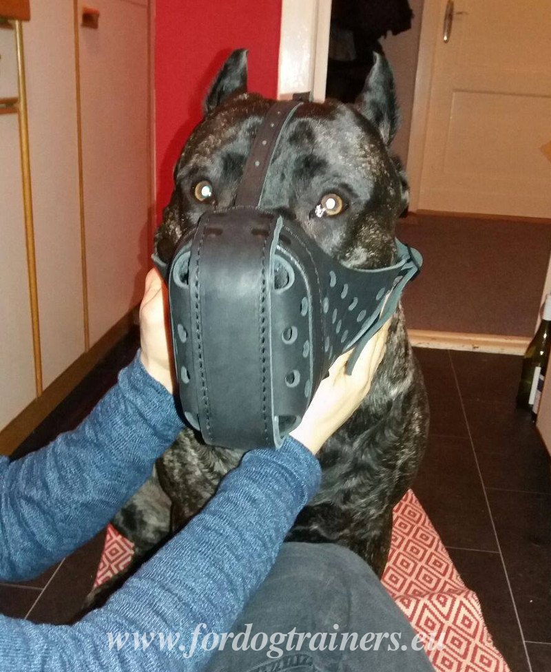 Presa canario muzzle shop