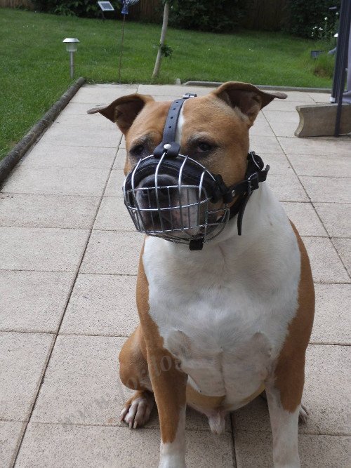 Muselière cage pour chien avec doublage