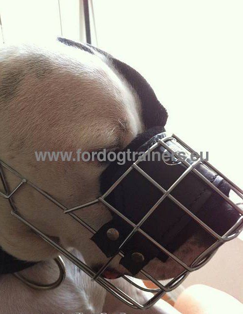 Muselire pour Pitbull Promenades et Formation