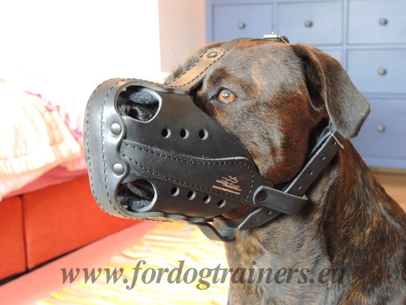 Museliere de dressage chien en cuir «Agitation» - M56