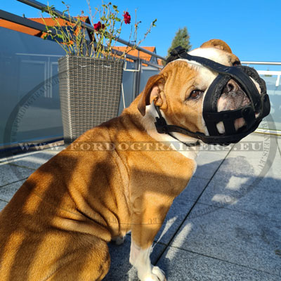 Muselière cuir pour Bulldog continental