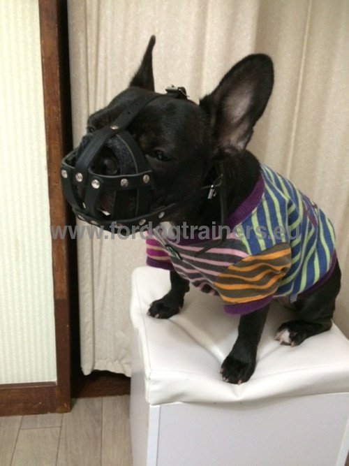 Muselière de qualité pour Bouledogue Français