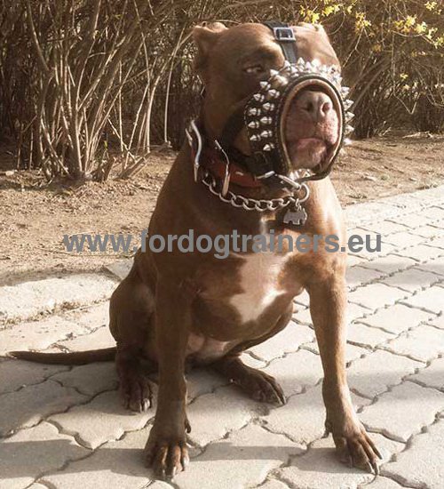 Exceptional Pitbull Maulkorb weich und verstellbar