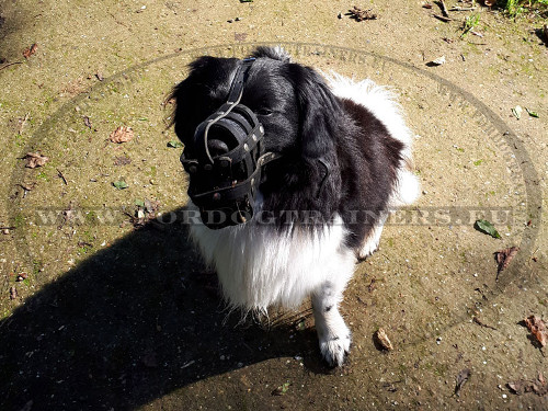 Chien à poil long muselière en cuir