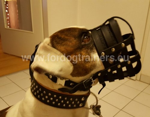 Muselière confort pour Bouledogue
américain