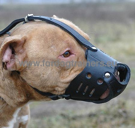 Higly resistant leather quality dog muzzle for Pibull