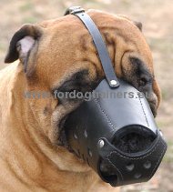 Anti-bark muzzle excellent for Bullmastiff