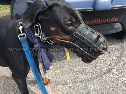 Muselire en cuir pour Dobermann