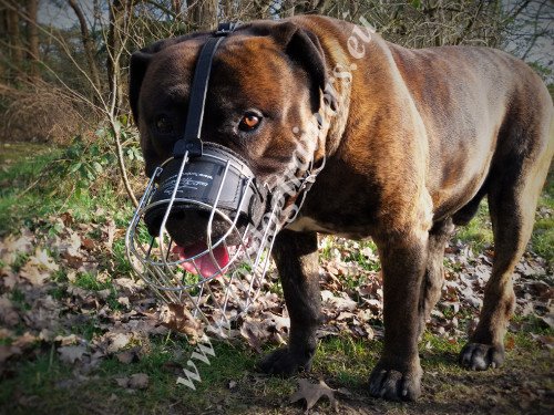 Muselire en acier pour
Boerboel