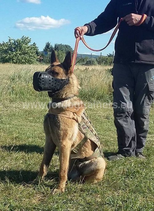 Berger allemand muselé avec la muselière Dondi plus