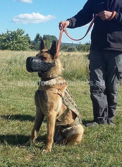 Berger allemand musel avec la muselire Dondi plus