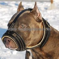 Head Harness for Pitbull Pitbull Exclusive Padded Headharness