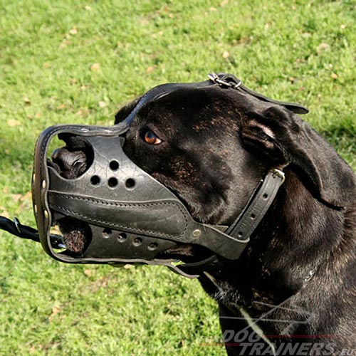 Custom Made Muzzle for Cane Corso